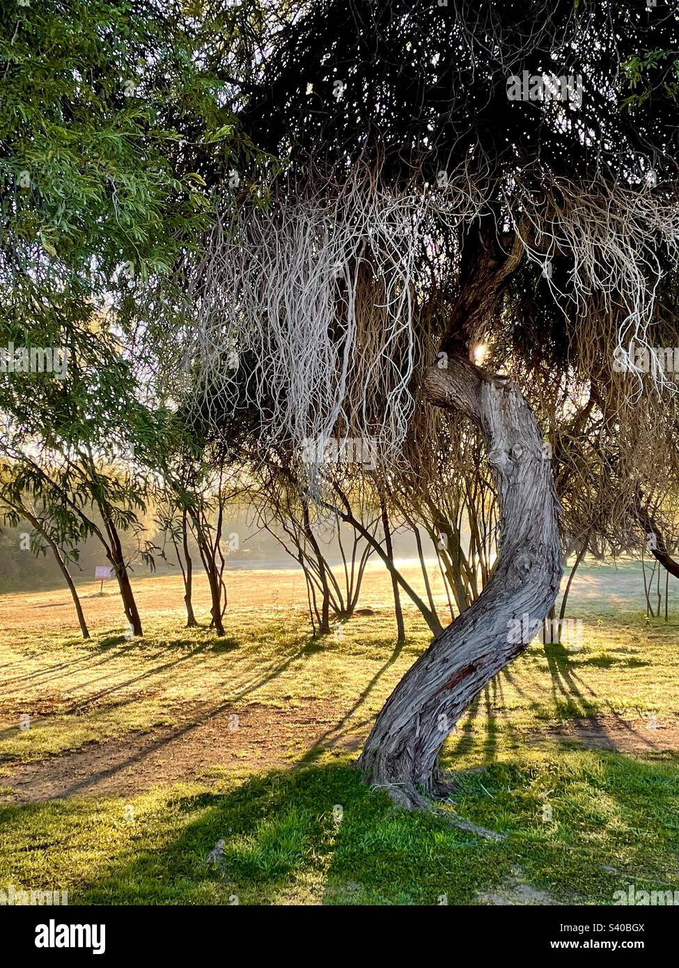 Ramas peludas de invierno fotografías e imágenes de alta resolución - Alamy