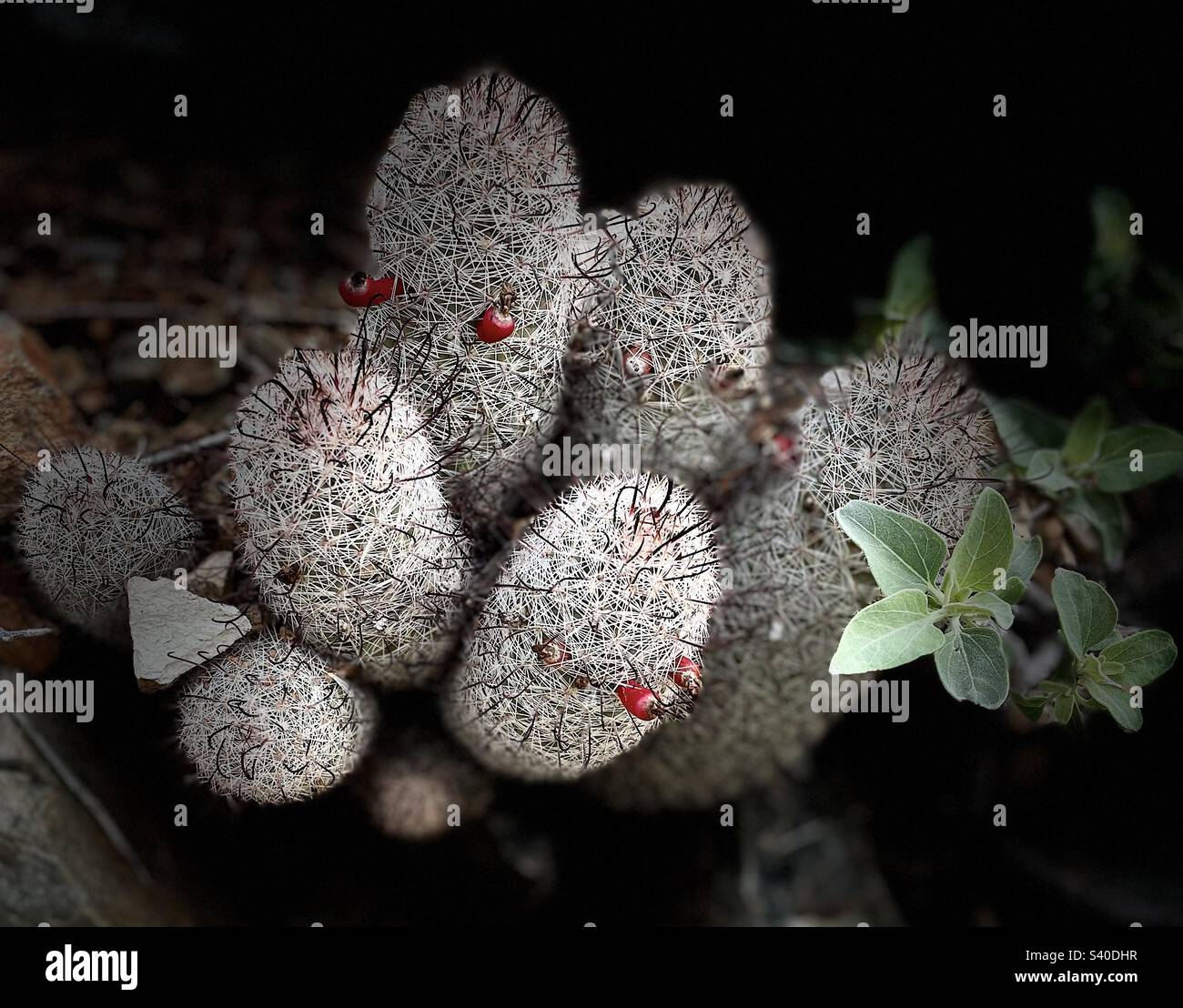 Mammillaria fructífera, cactus pezón, cactus pincushion, modo retrato, iluminación de escenario, Phoenix Mountain Preserve, Arizona Foto de stock