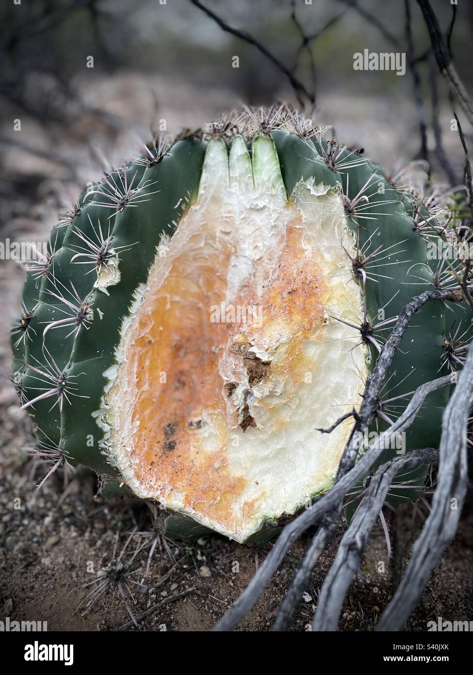 Evidencia de Javelinas comiendo un cactus Barrel en el desierto de Arizona Sonoran Fotografía de