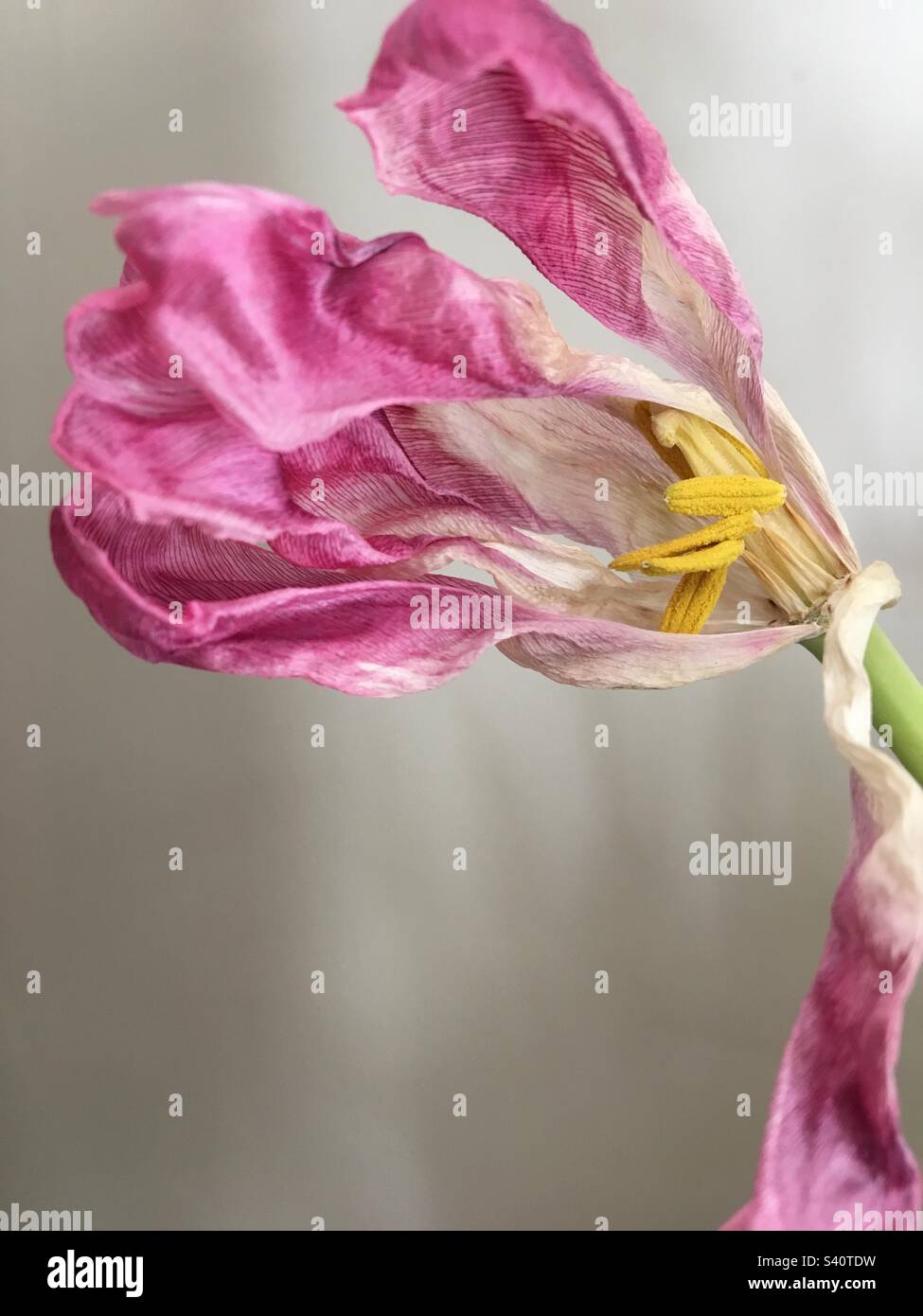 Tulipán anciano Foto de stock