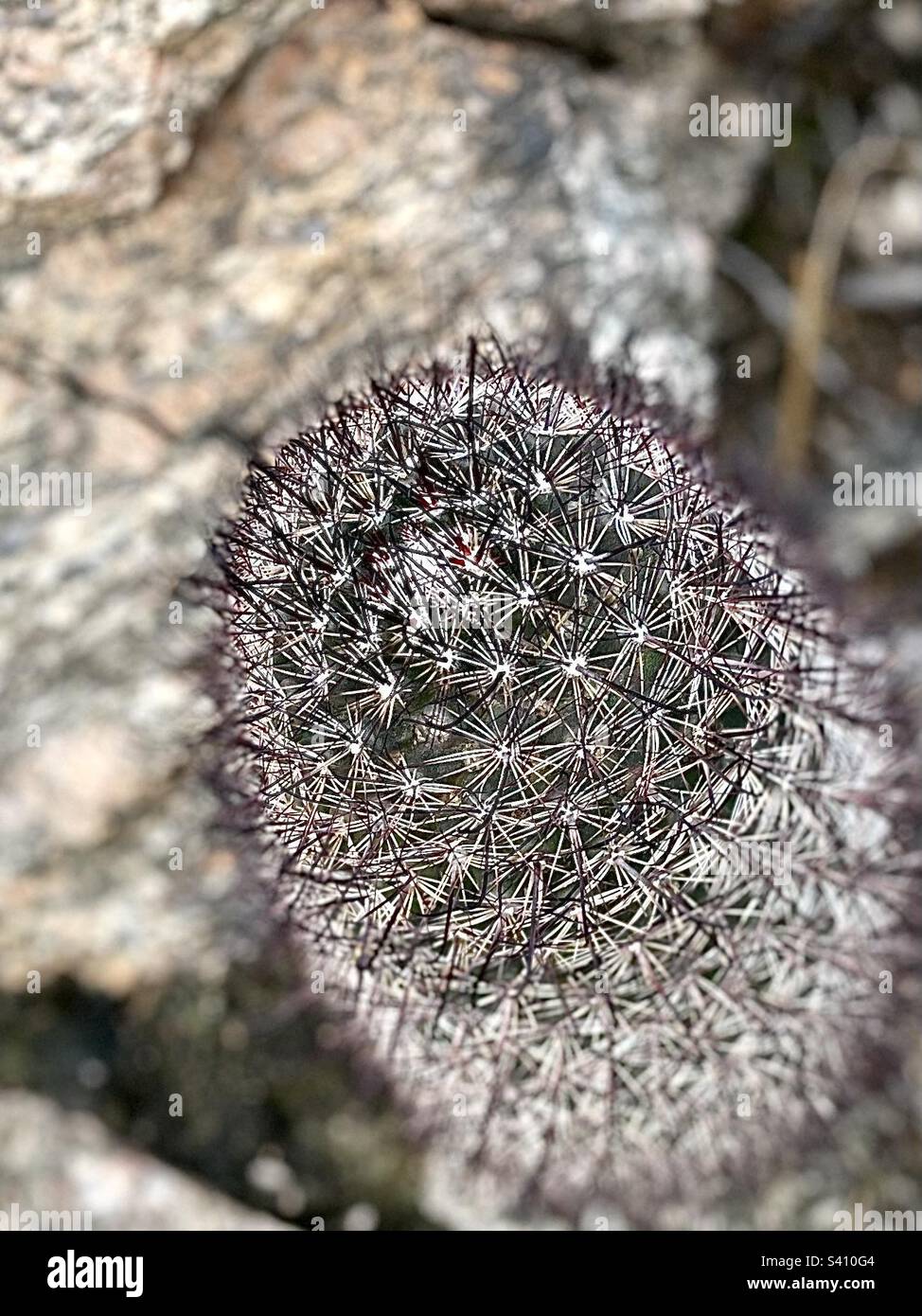 Cojín de alfiler cactus Mammillaria, rocas de granito, Phoenix, Arizona, modo retrato Foto de stock