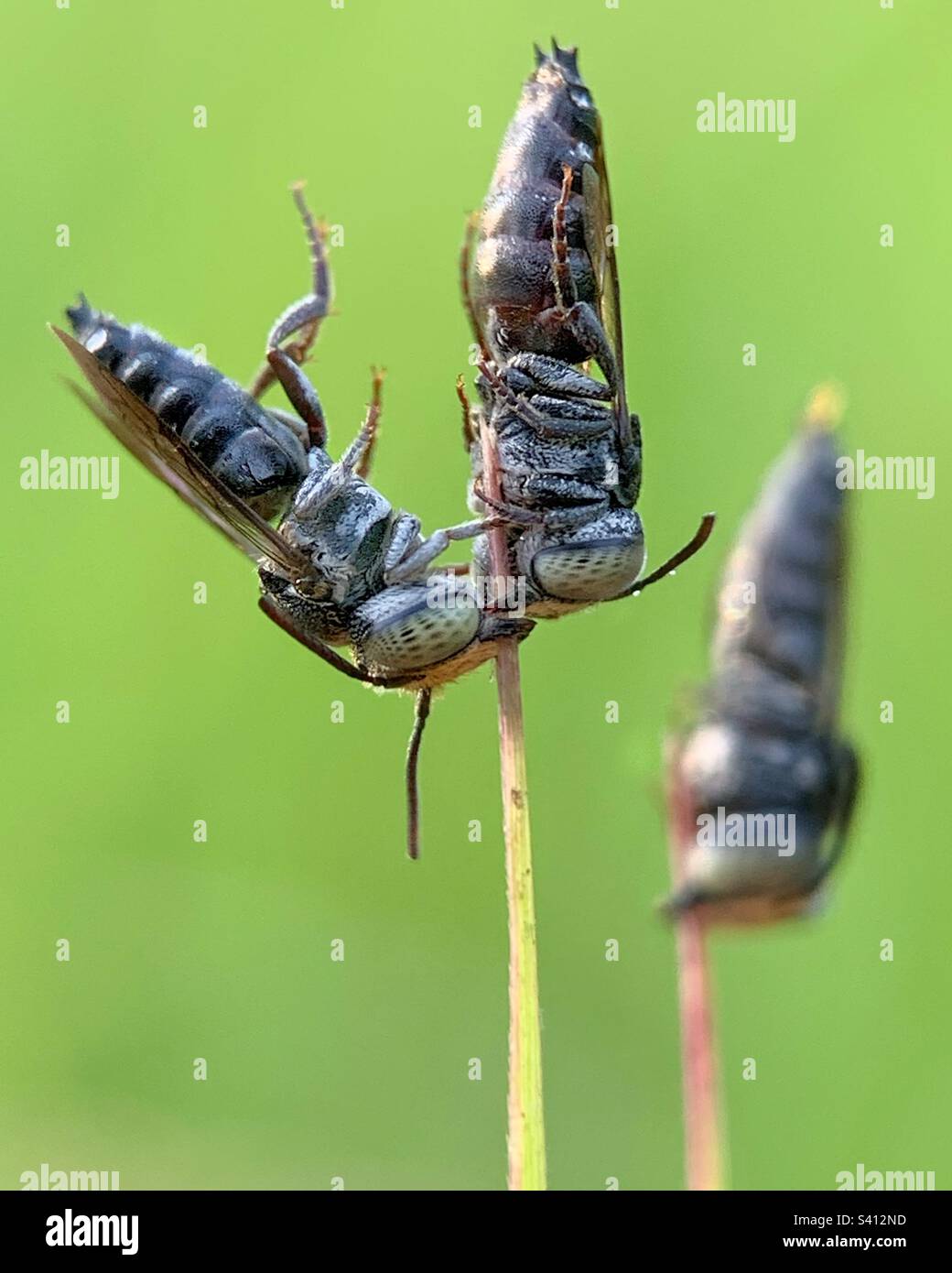 insecto lindo y encantador, atrapado haciendo trampa frente a su pareja Foto de stock