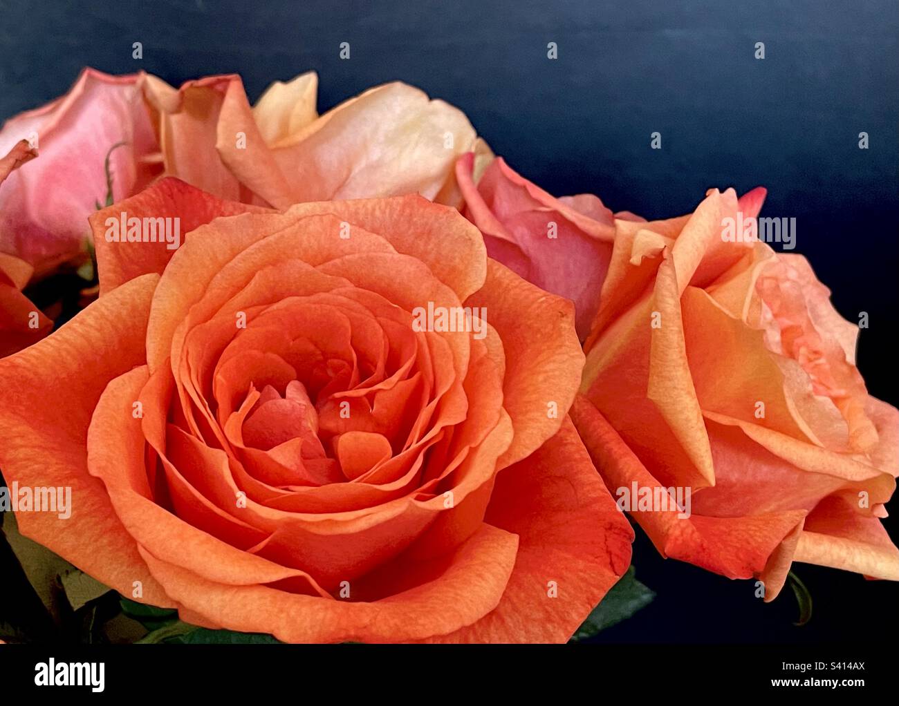 Cerca de rosas de color melocotón Foto de stock