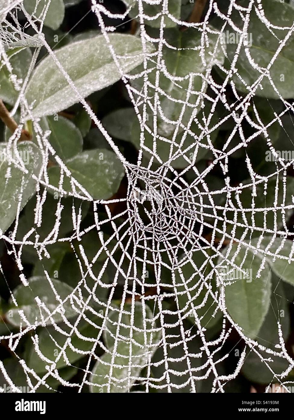 Una red de arañas congeladas en un seto en Londres en invierno Foto de stock