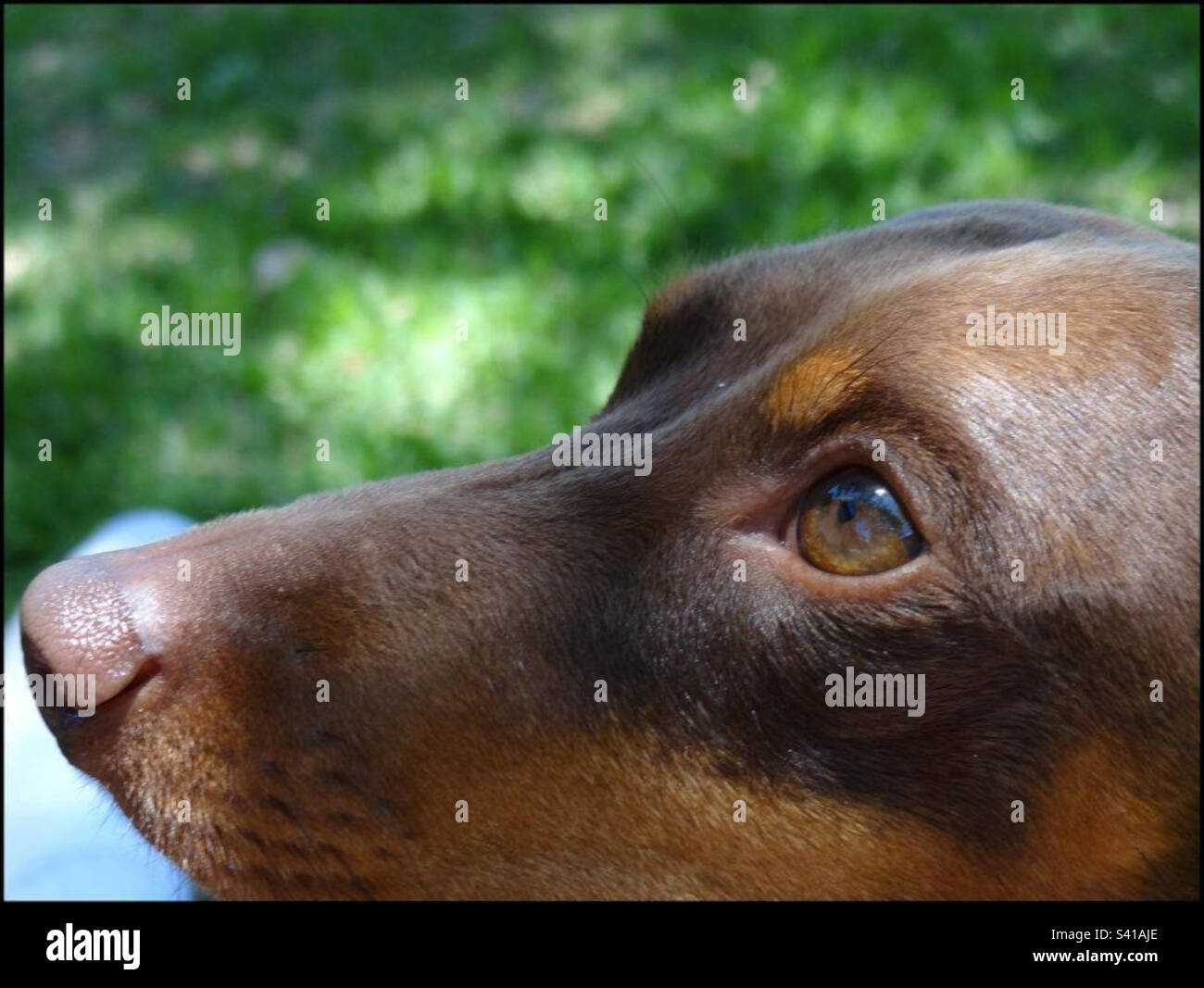 Cara de un perro dachshund marrón chocolate con ojos de avellana mirando  hacia arriba. En el fondo, un césped verde vivo Fotografía de stock - Alamy