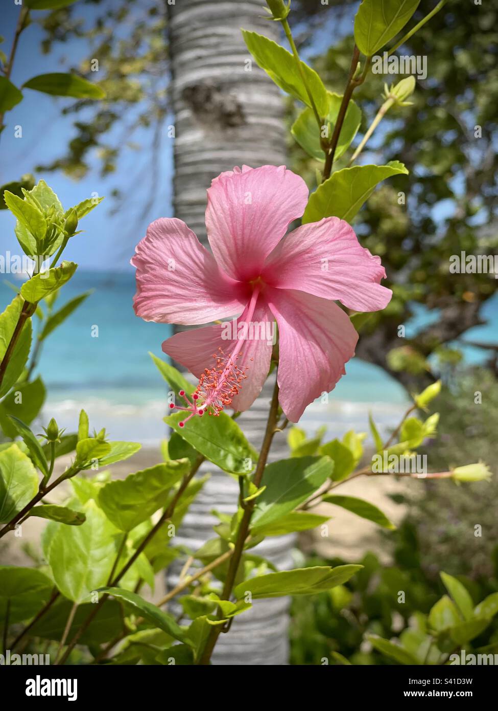 Planta del caribe fotografías e imágenes de alta resolución - Alamy