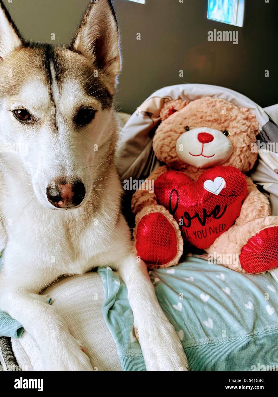 Husky sentado con un peluche de San Valentín Foto de stock