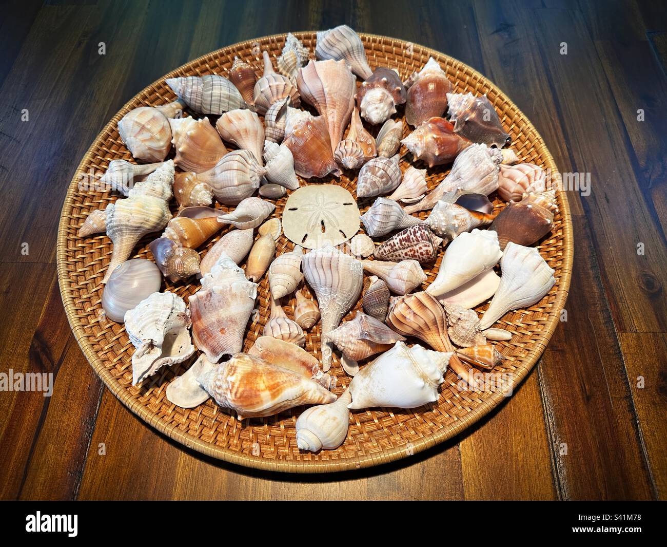 Una colección de conchas marinas en una bandeja de mimbre redonda. Foto de stock