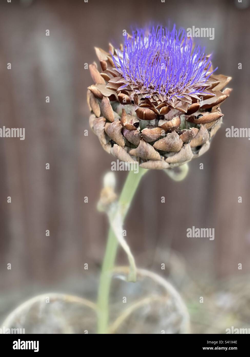 Retrato de flor de alcachofa Foto de stock