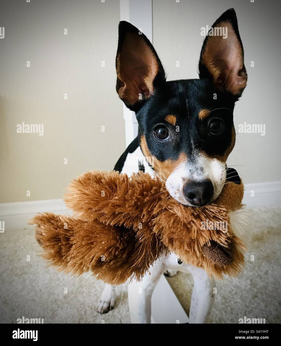 Perro terrier sosteniendo un juguete de peluche Foto de stock