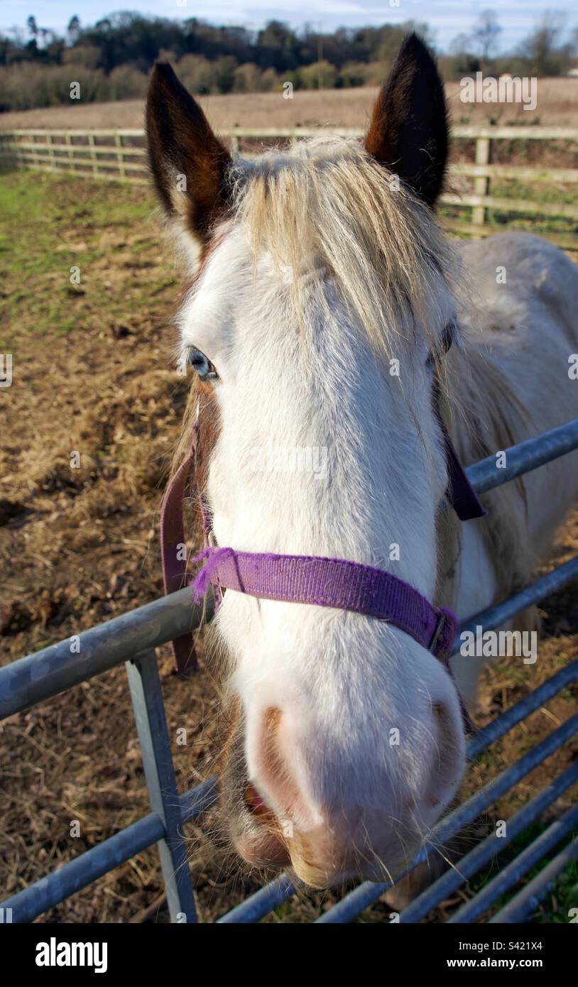 Caballo Foto de stock