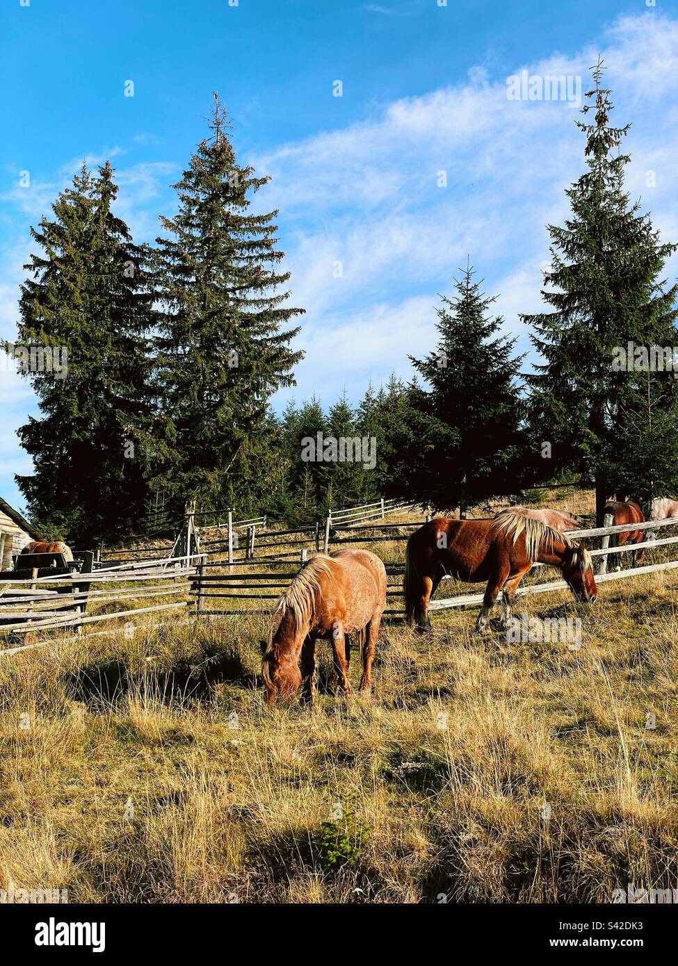 Paisaje bucólico con caballos pastando Foto de stock