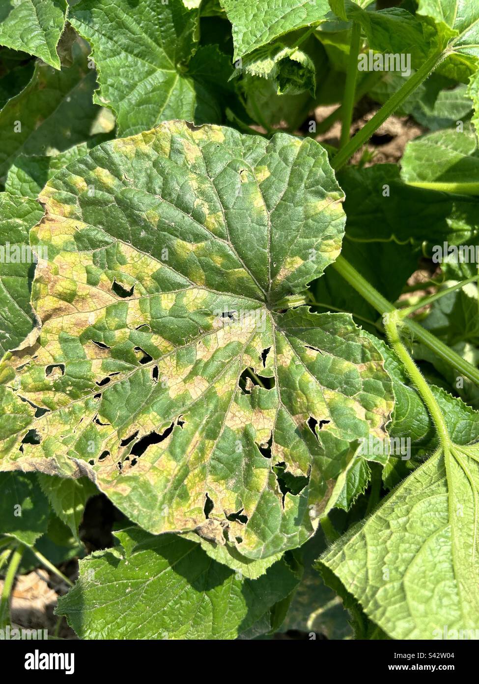 Planta de pepino que tiene infestación muy severa de Downy mildew