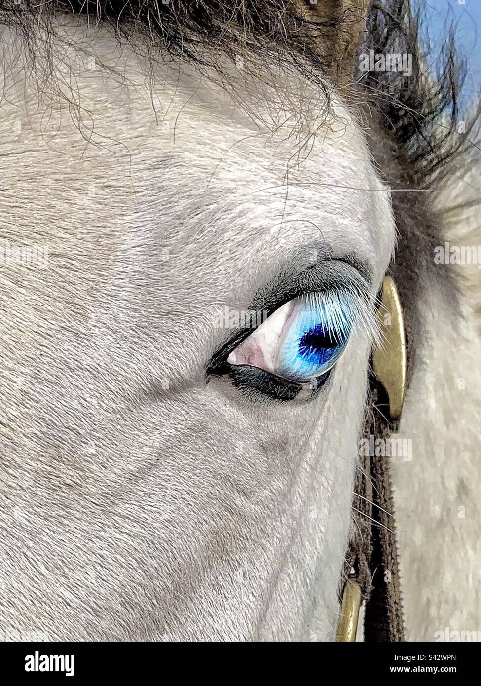 Pony gris con ojos azul pálido de cerca Foto de stock