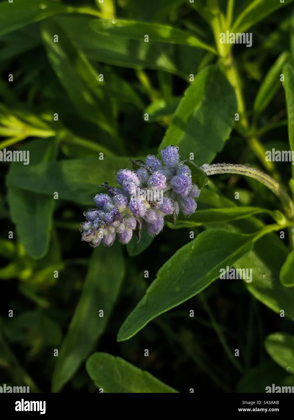 Planta de veronica fotografías e imágenes de alta resolución Alamy