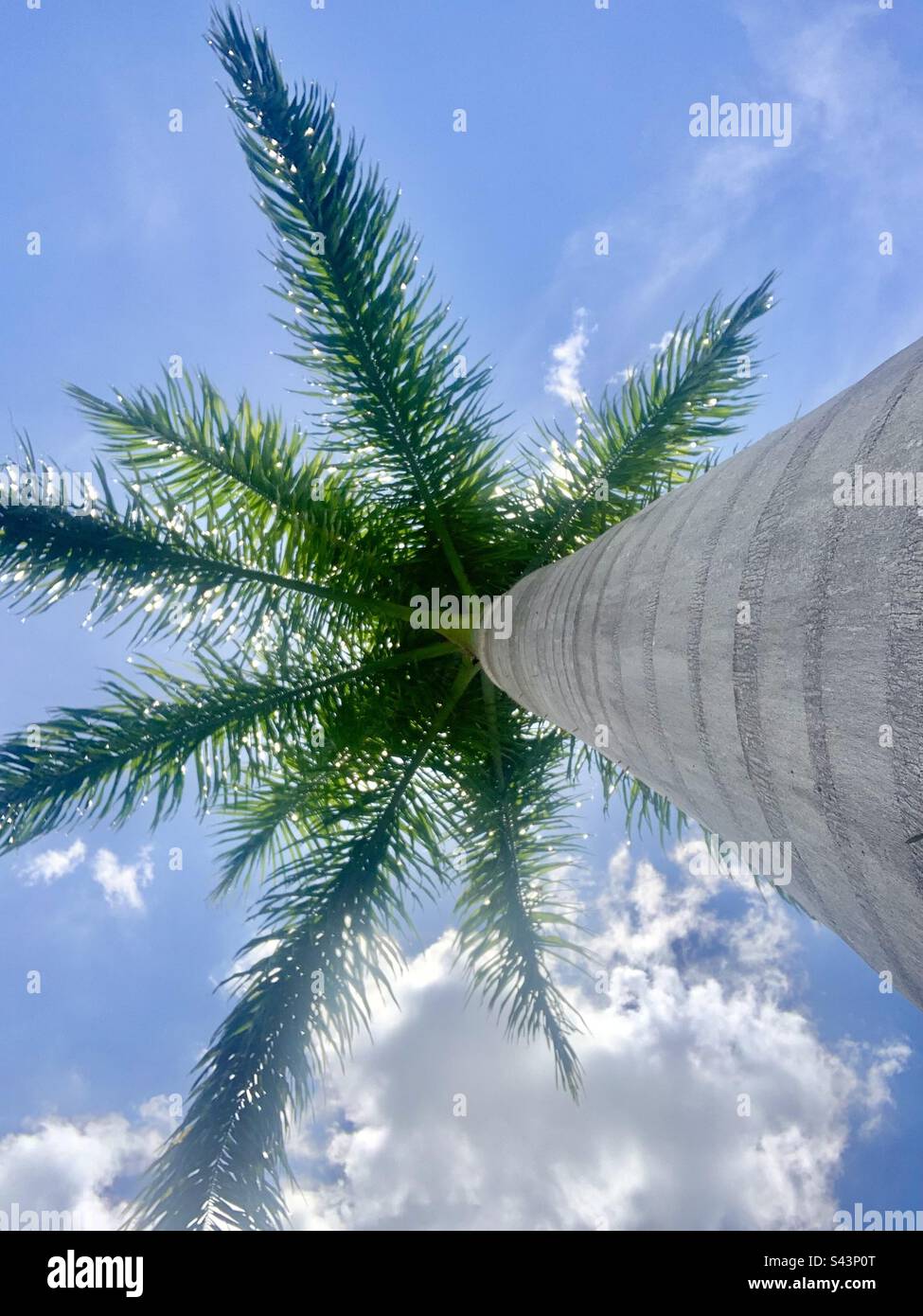 Debajo, palma, árbol, arriba, vista, azul, cielo Foto de stock
