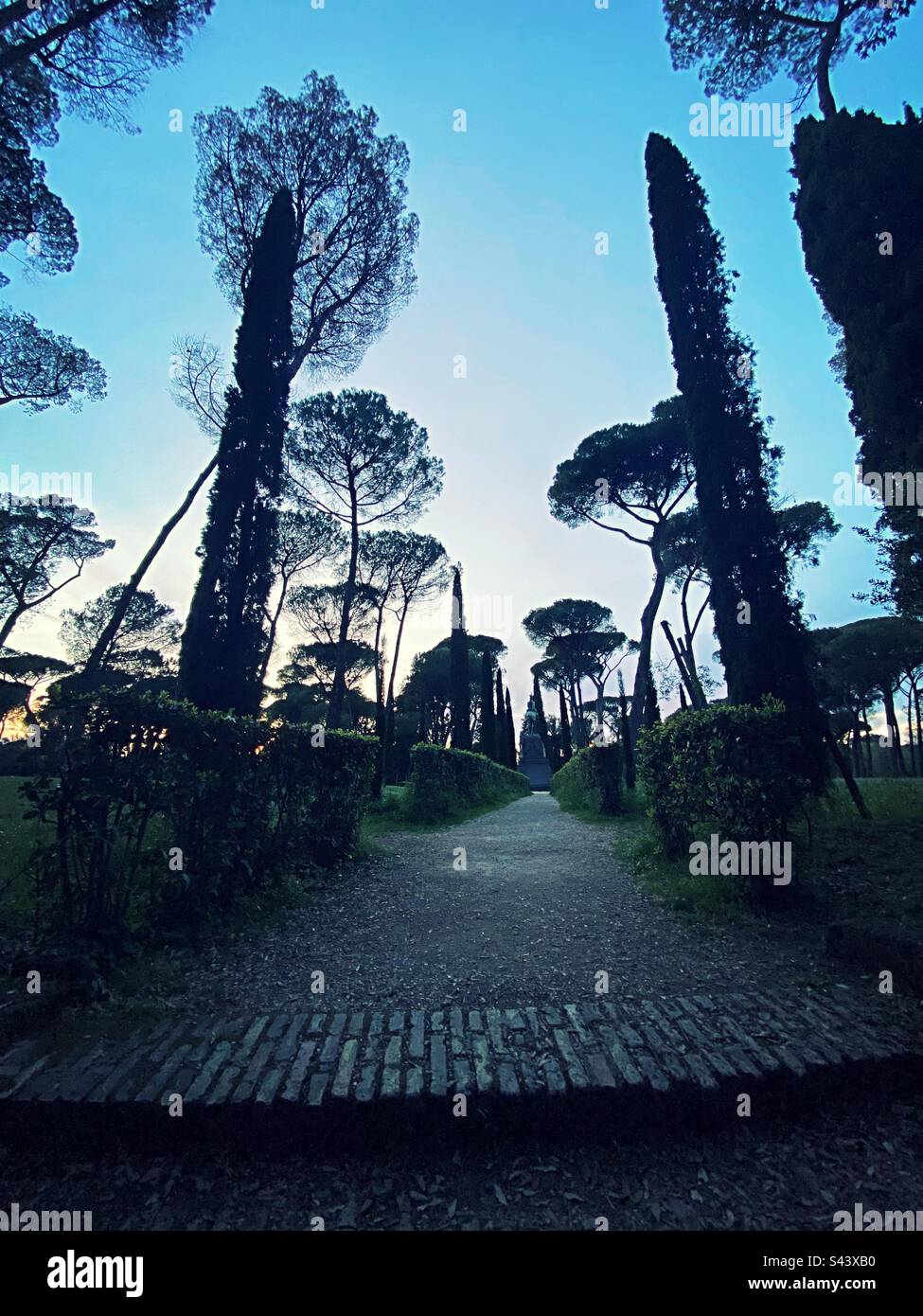Callejón con árboles de pino de paraguas en Italia Foto de stock