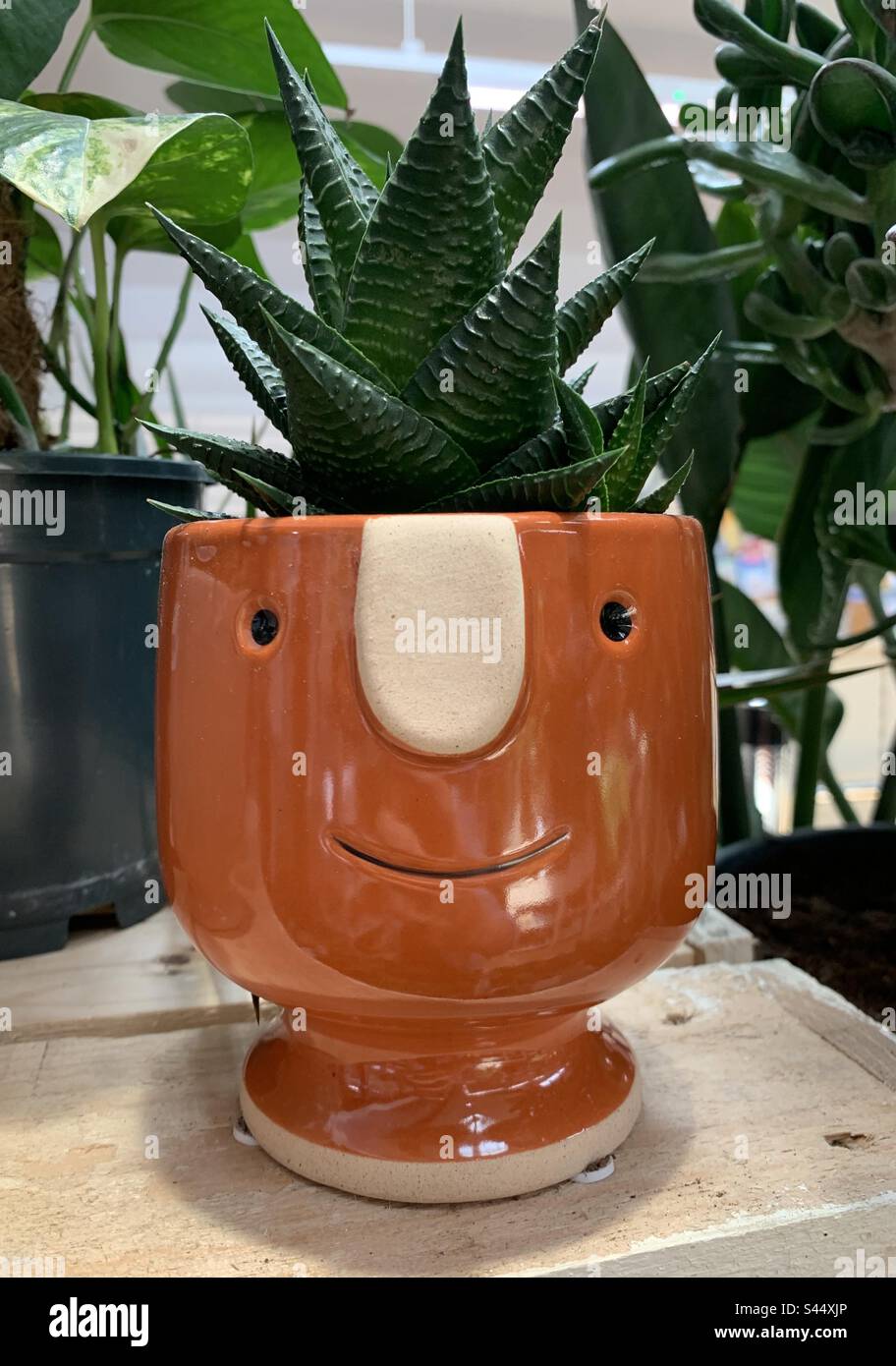 Maceta de cerámica con una planta suculenta en el interior y una cara sonriente. Foto de stock