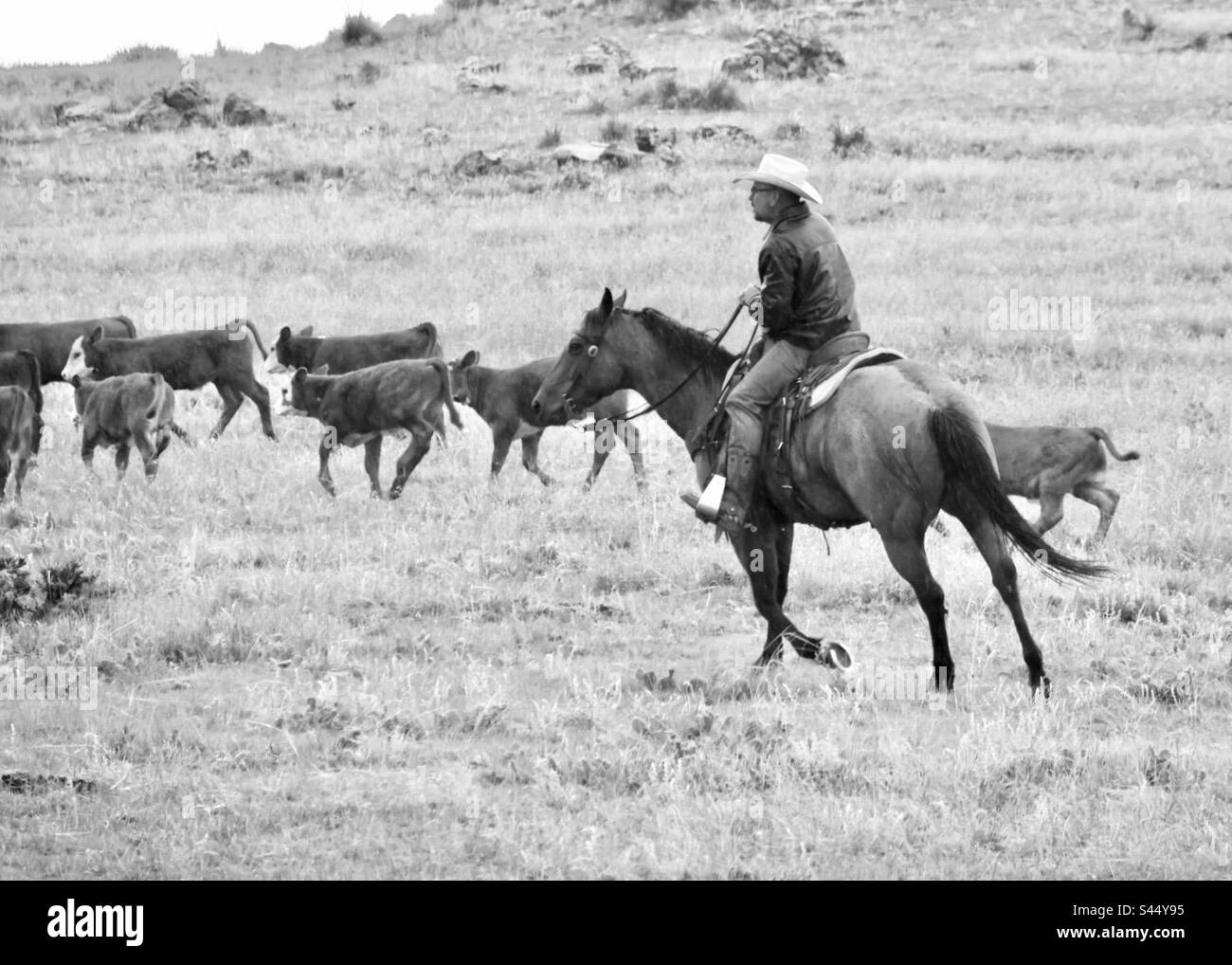 Cattleman restaurando el orden montando un caballo Foto de stock
