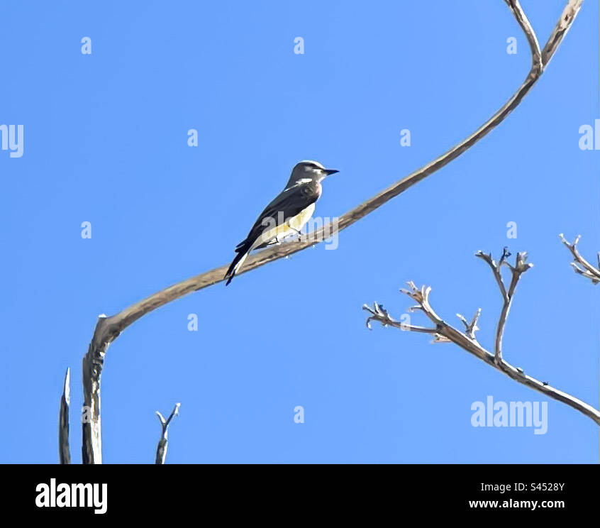 Ángulo ascendente, kingbird encaramado en la rama Foto de stock