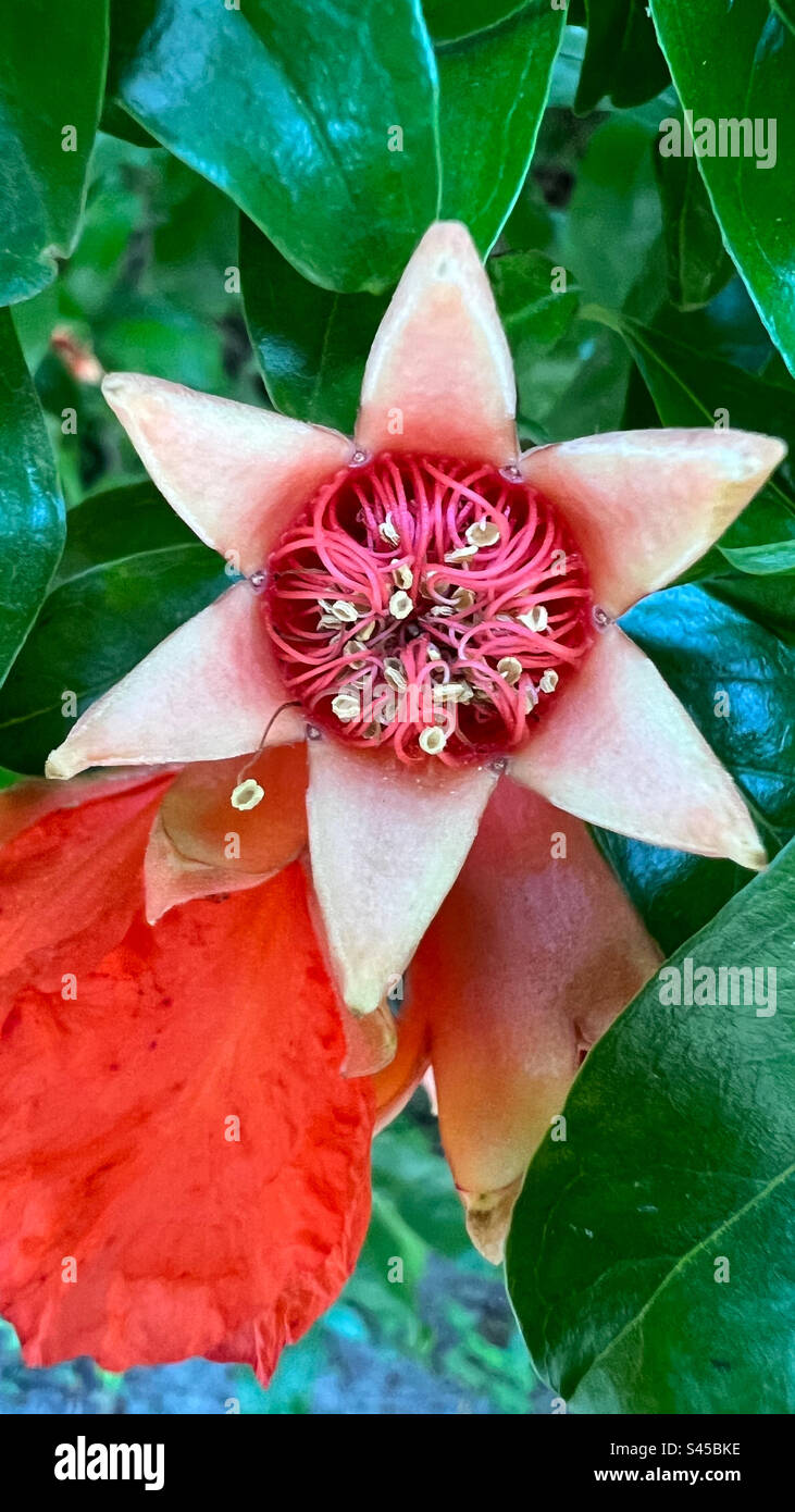 Fiore del melograno Foto de stock
