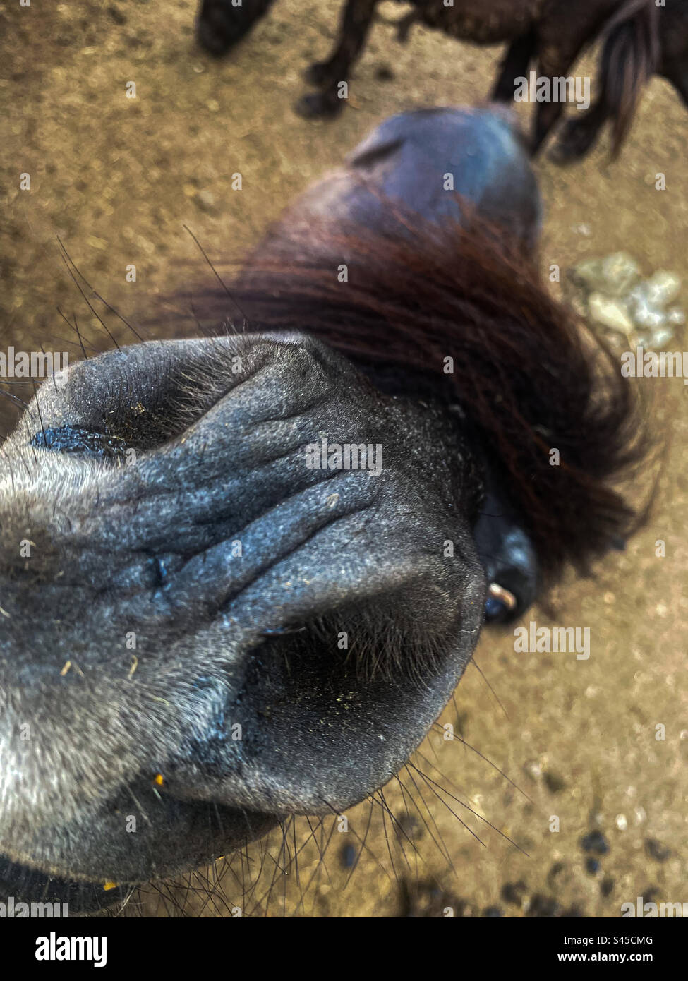 las fosas nasales de un caballo Foto de stock