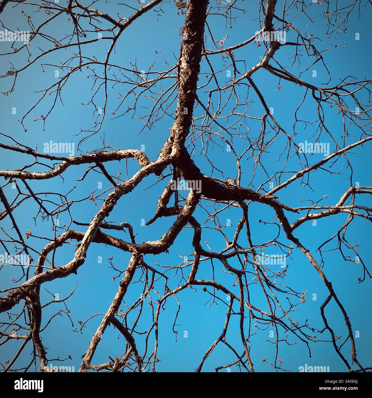 Nature's Silent Symphony: Una rama de árbol estéril que se extiende 