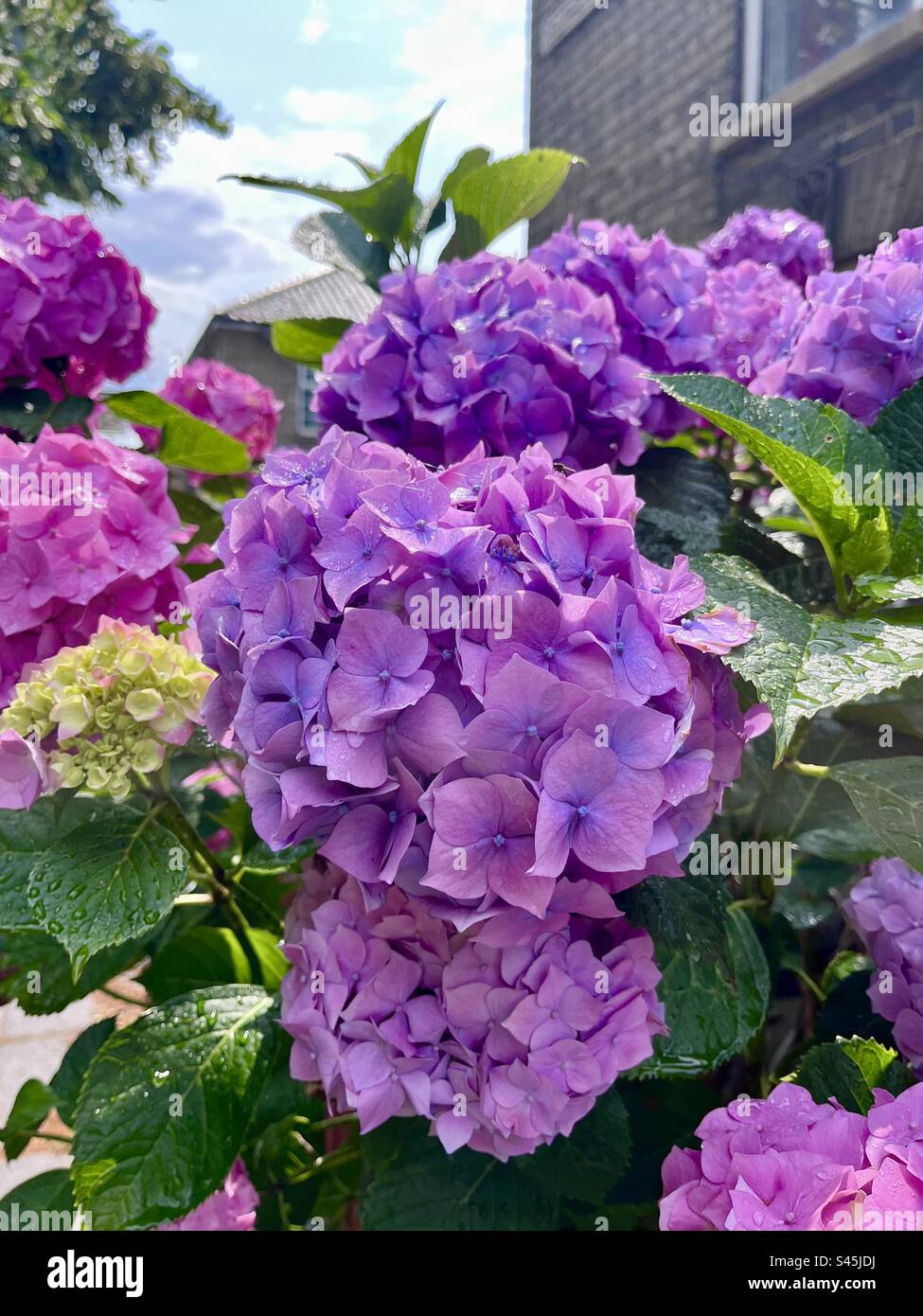 Colores vibrantes del arbusto Hydrangea. Jardín de campo inglés. Foto de stock