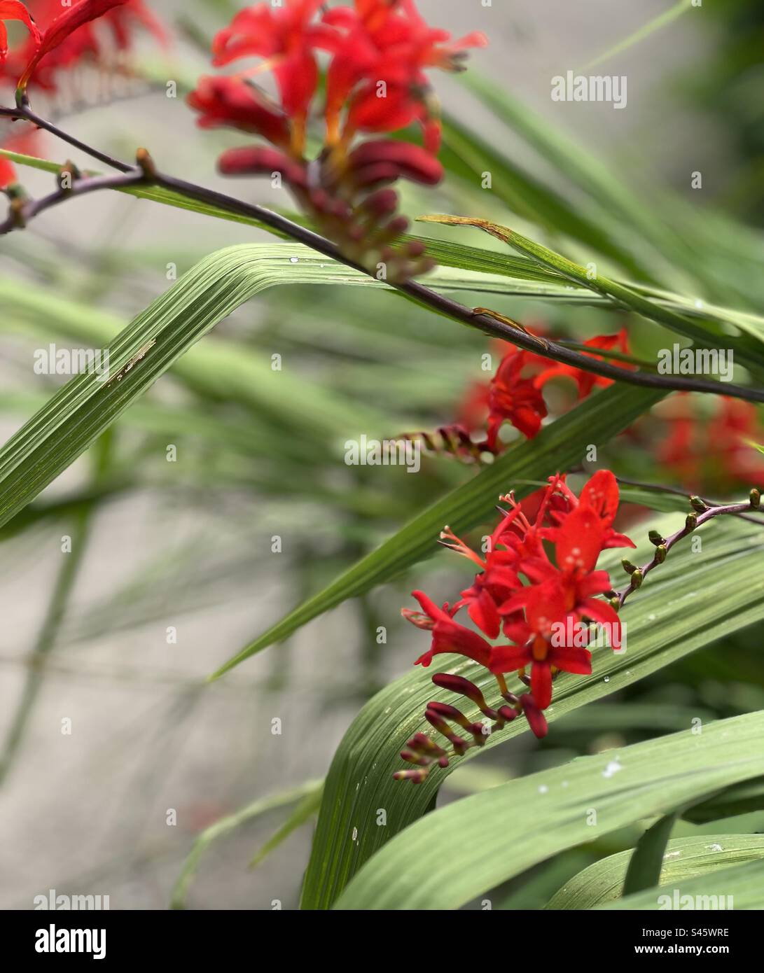 Crocosmia Red King Bombillas de flores de verano en jardín Foto de stock