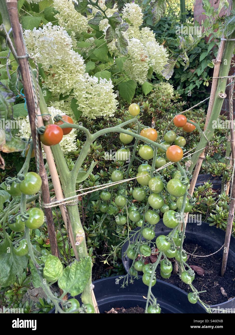 Tomates que crecen en un jardín con flores de hortensia blanca Foto de stock