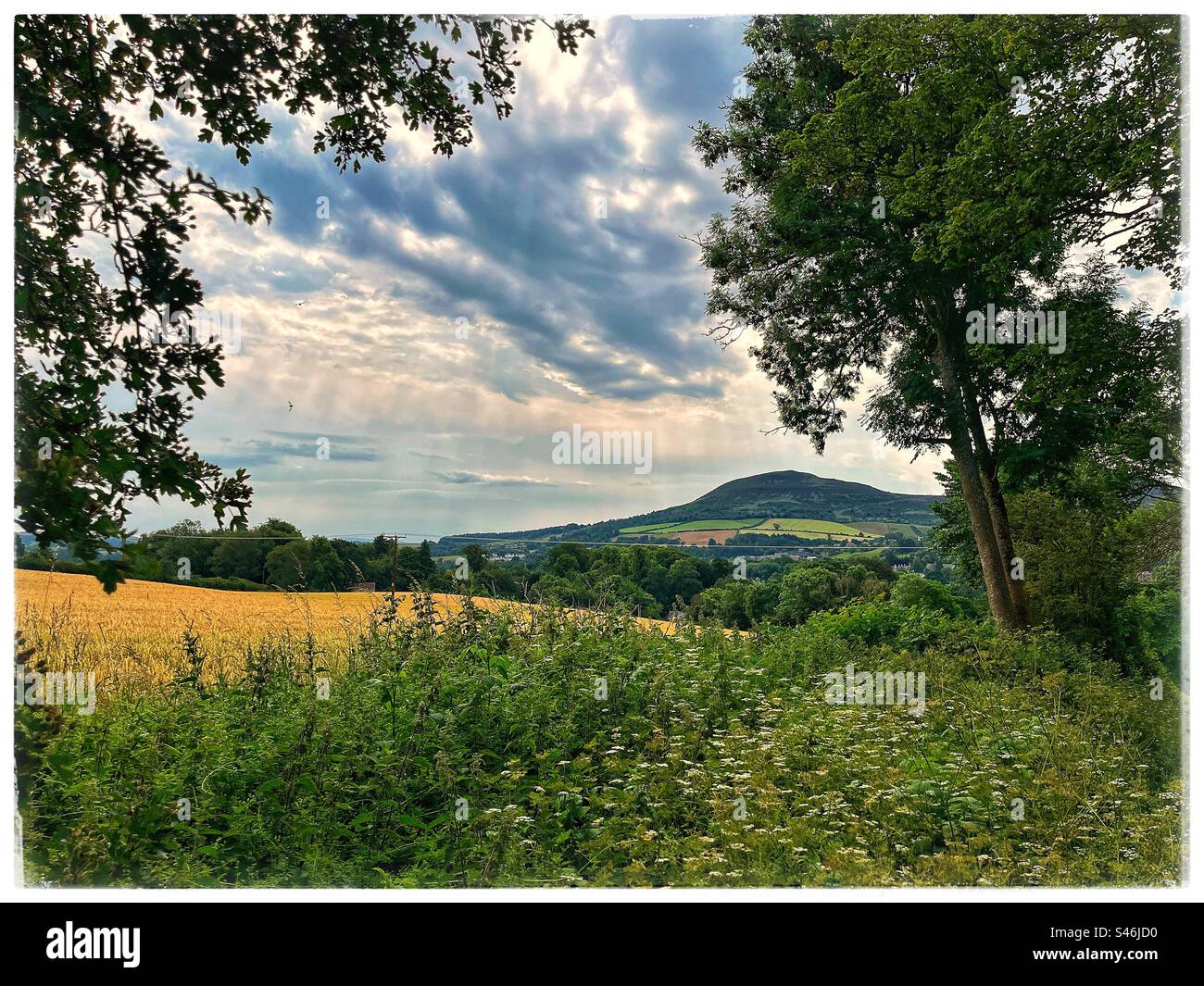 Paisaje de campos amarillos y colinas en verano. Foto de stock