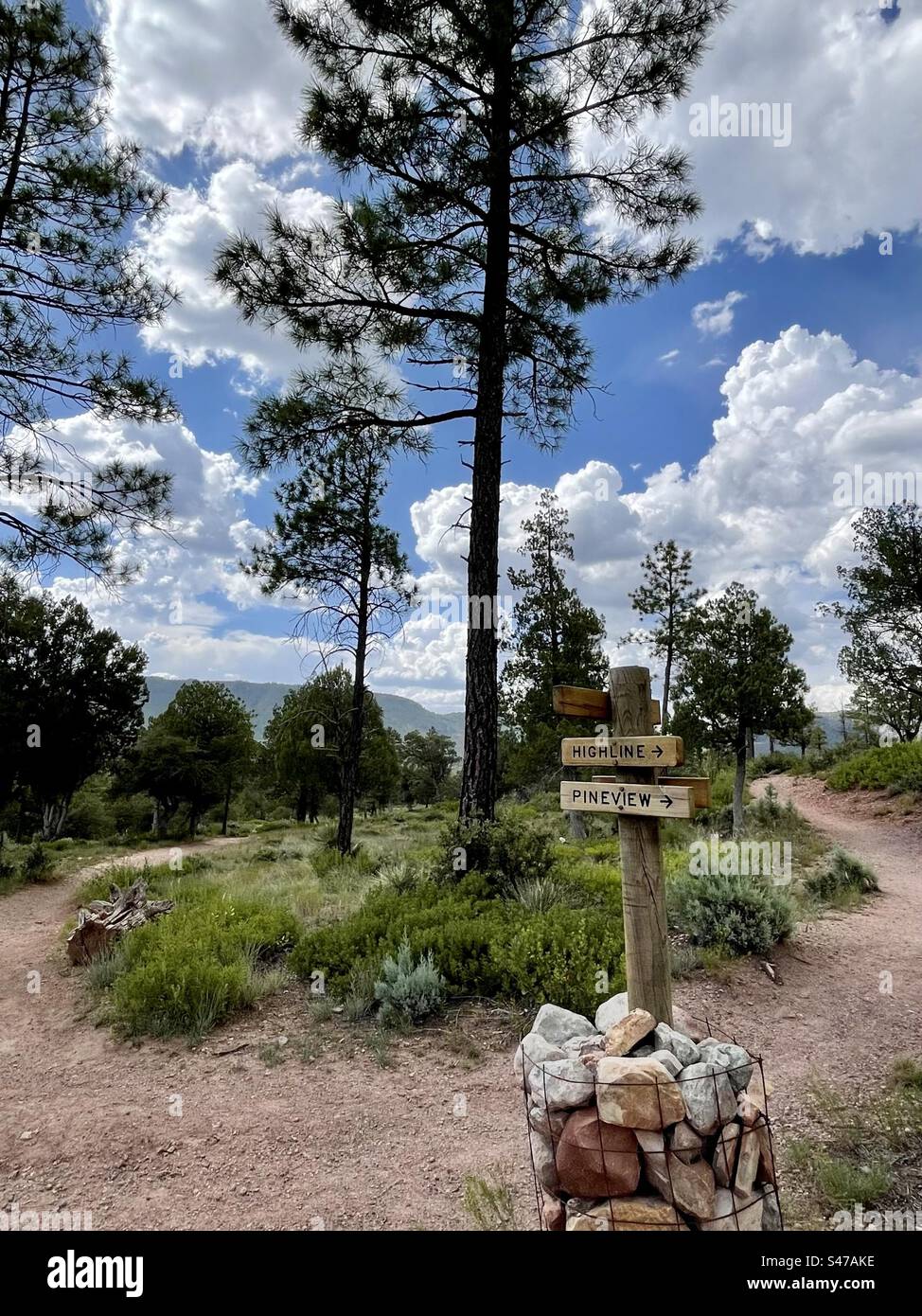 Dos senderos divergieron en el bosque, el sendero Signpost Pine View y el sendero Highline, el sendero Pine Canyon, enormes nubes monzónicas sobre Mogollon Rim, imponentes pinos, brillantes cielos azules, Pine, Arizona Foto de stock