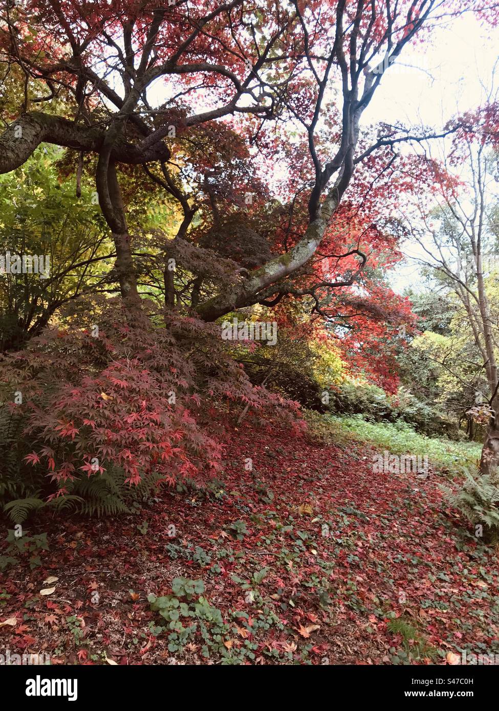 Otoño, hojas, rojo, oro, naranja, árboles, acers, Winkworth Arboretum, Surrey Foto de stock