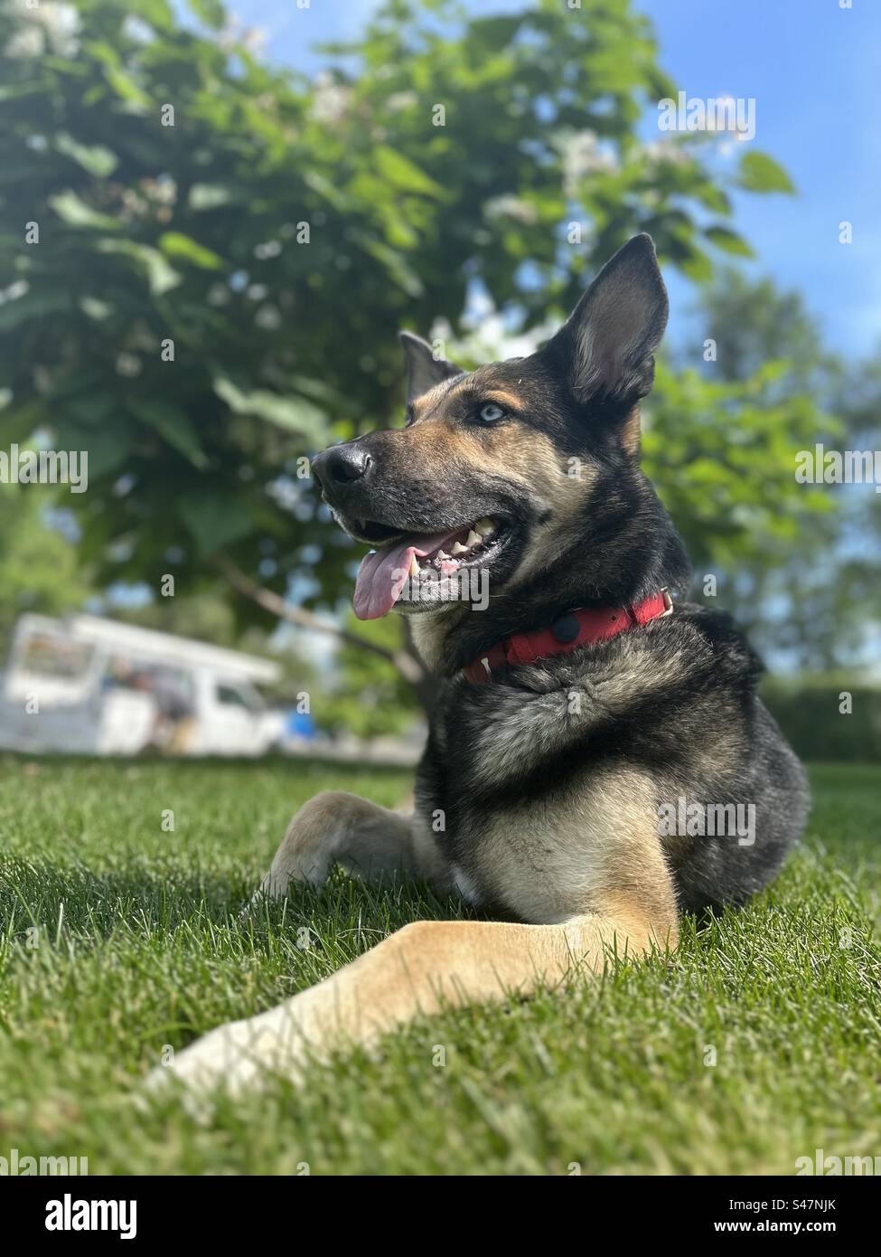 Shepsky R Cachorro Shepsky Gerberiano