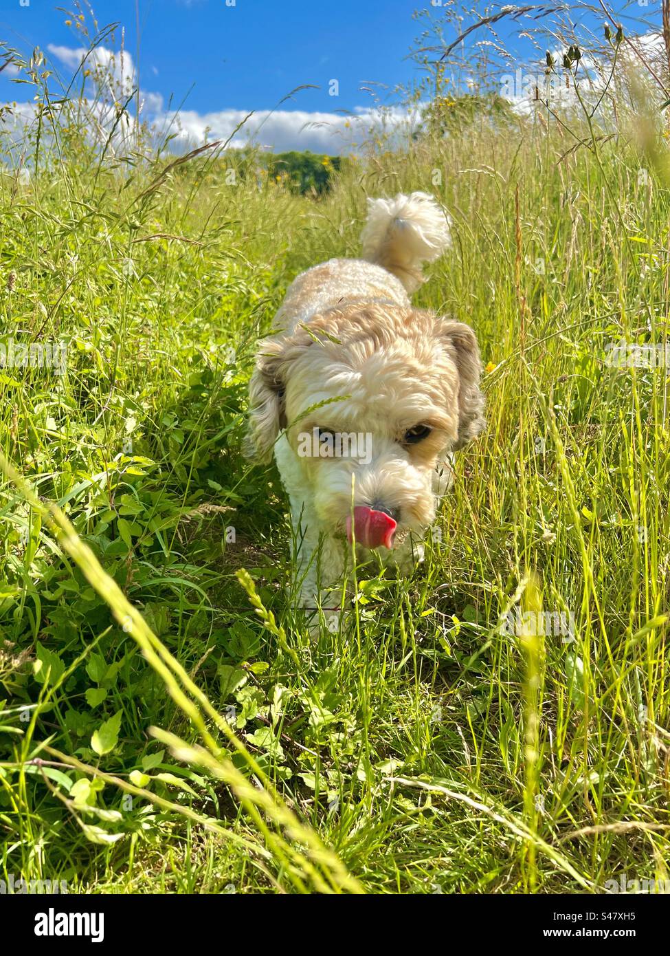 es un cavapoo o cockapoo mas grande