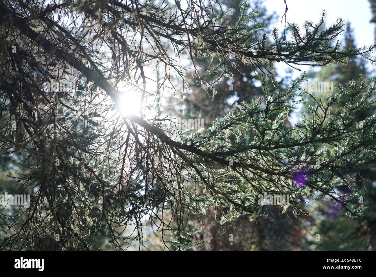 La luz del sol brilla a través de la rama del pino mientras la primavera derrite la nieve y el hielo en el gran parque nacional Teton en Jackson hole Wyoming Foto de stock