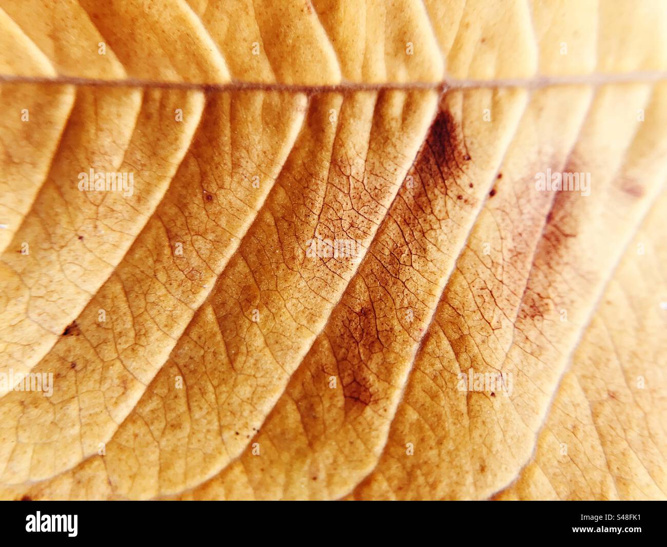 Primer plano de una hoja rojiza que muestra su forma y textura Foto de stock