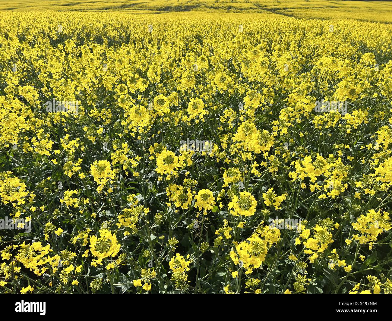 Campos amarillos de colza Foto de stock