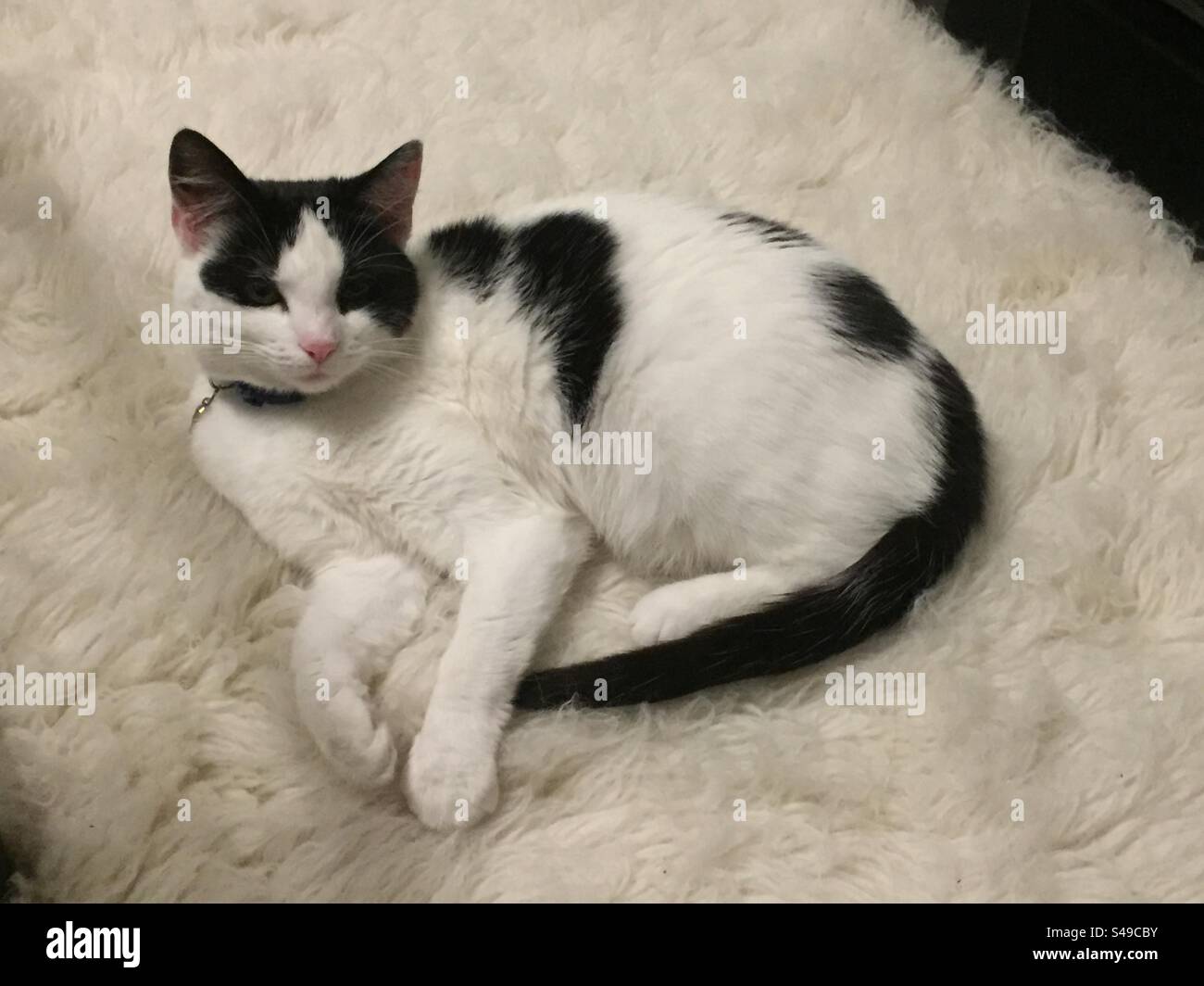 Alfombra esponjosa de gato blanco y negro Foto de stock