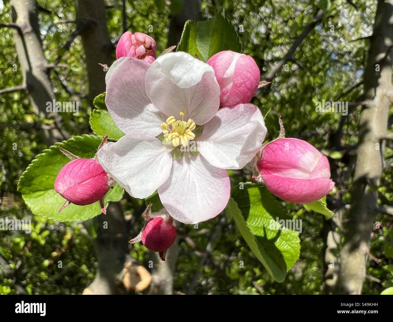 Flores de primavera, brillante día de primavera, soleado día de primavera, flores de manzana, Malus Foto de stock