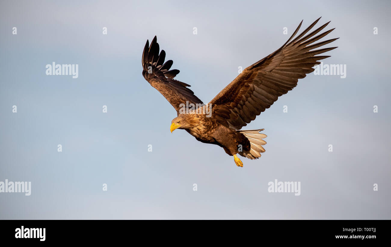 Adultos de cola blanca, águila Haliaeetus albicilla, volando contra el cielo con alas extendidas mirando hacia abajo. Las aves silvestres de presa en el aire al atardecer. Foto de stock
