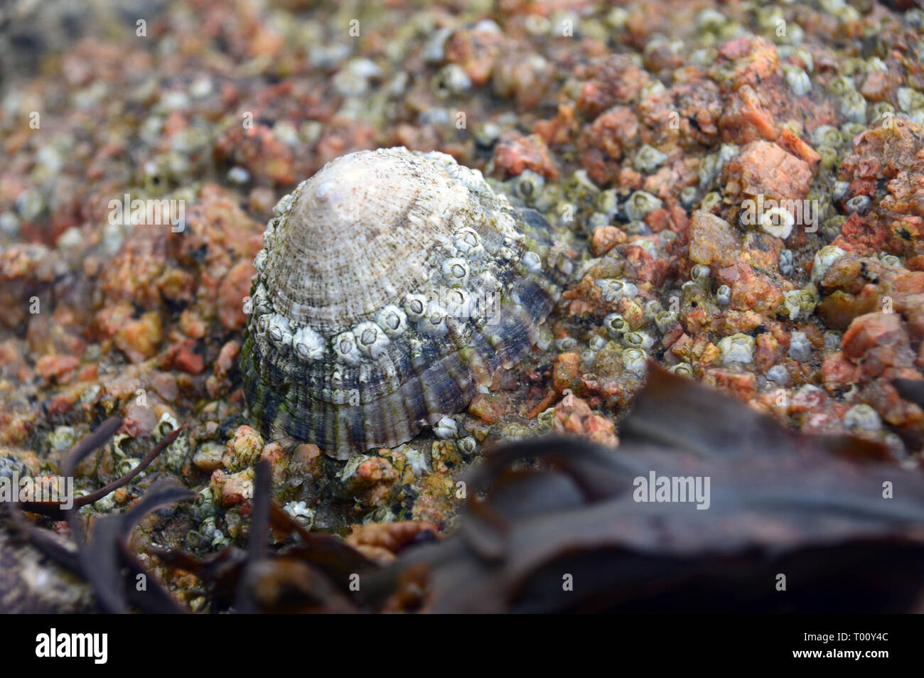Cierre de un Common Limpet (Patella vulgata) sobre rocas en marea baja fuera de La Rocque Point en la isla de Jersey, Islas del Canal, Reino Unido. Foto de stock