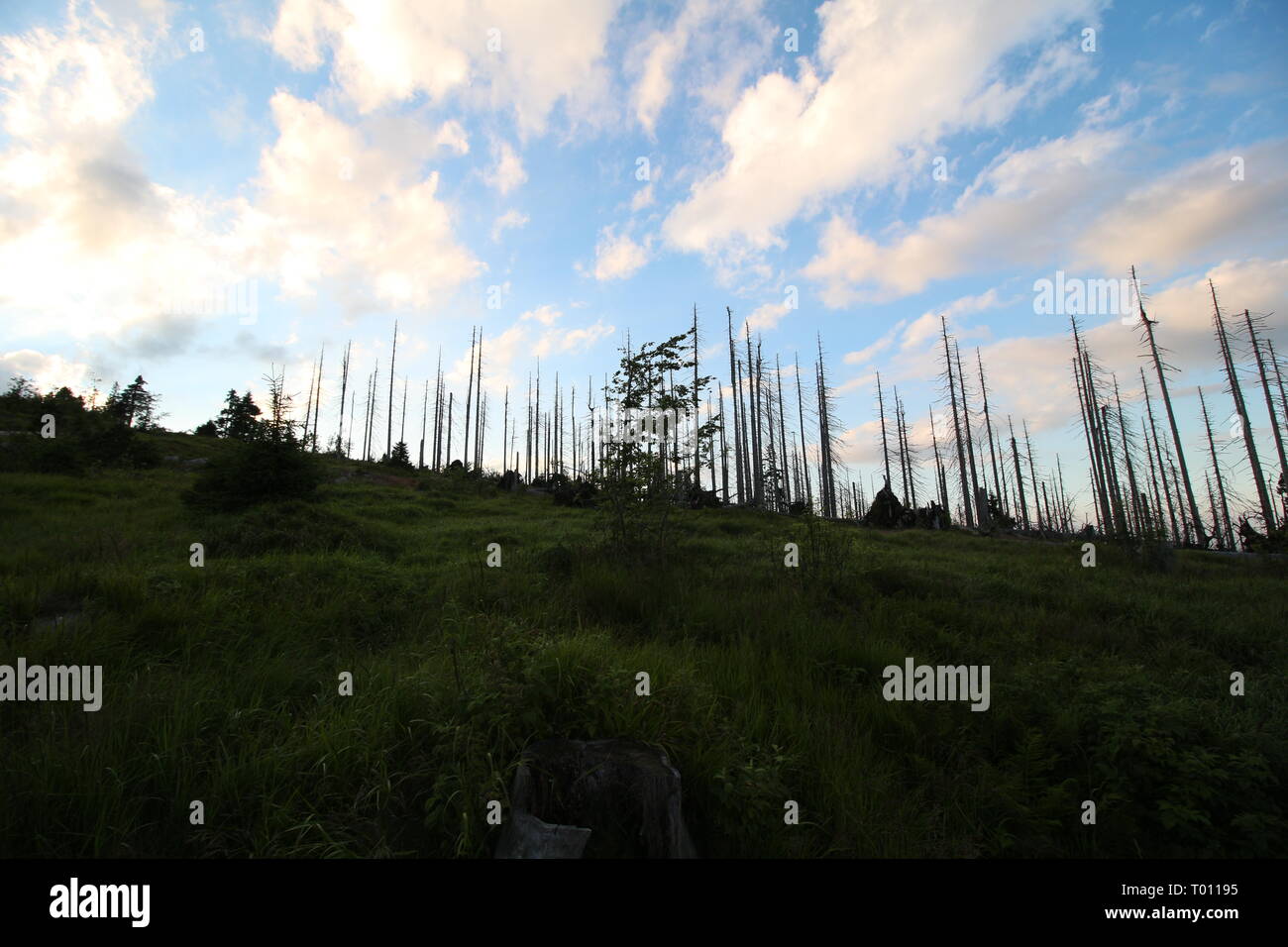 Parque Nacional del Bosque Bávaro Fotografía de stock Alamy