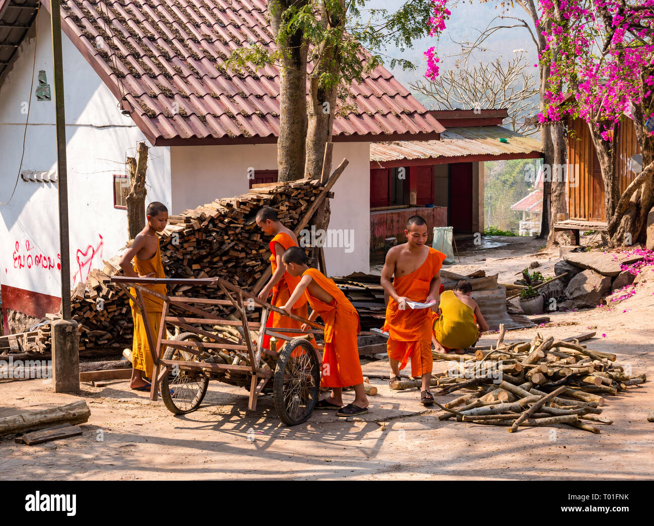 Los jóvenes monjes budistas que trabajan recogiendo leña, Wat Phoy Khuay monasterio, en Luang Prabang, Laos Foto de stock