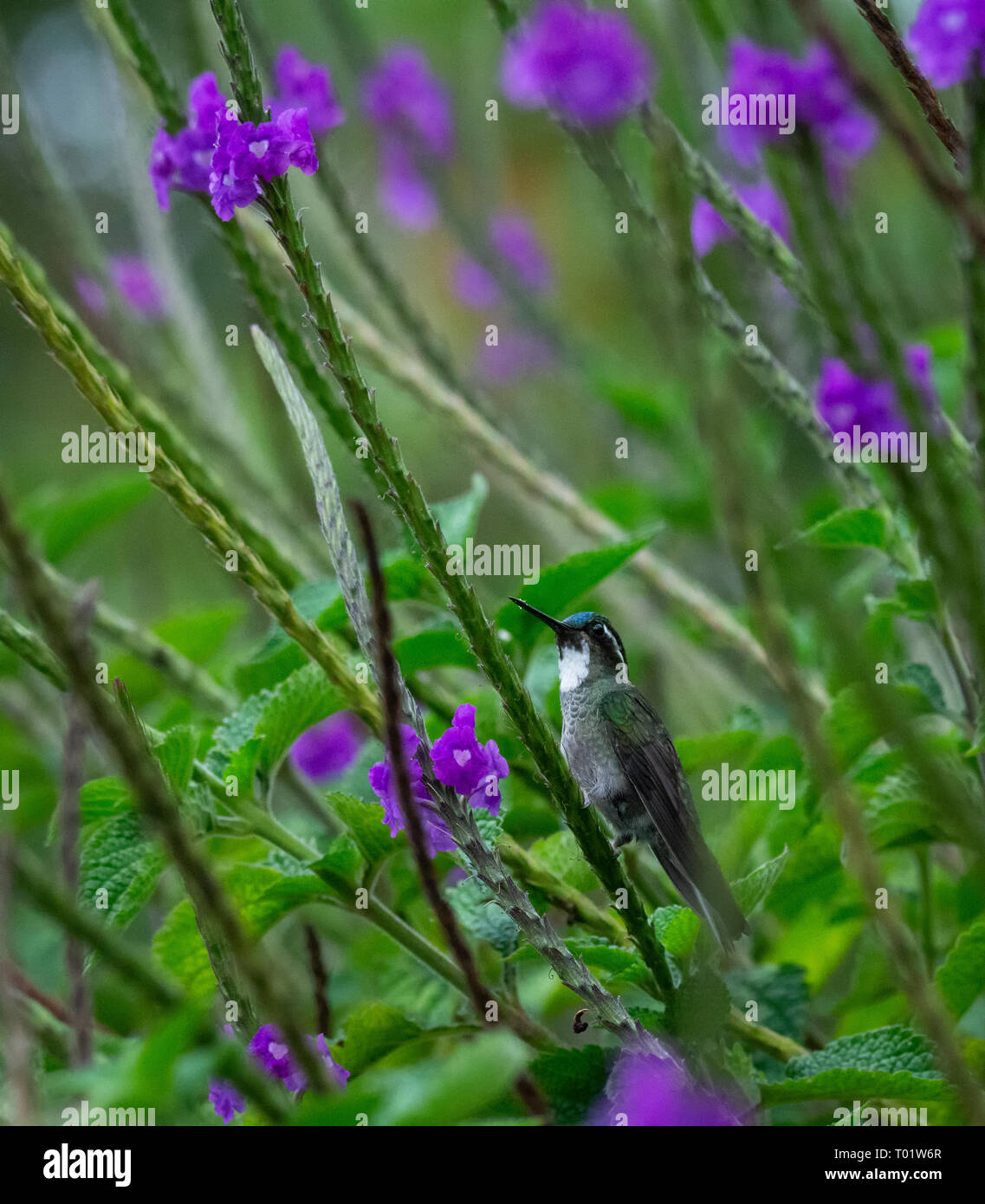 Agarra un tallo verde-blanco de Mountain-throated hummingbird gem ojos una flor morada para su próxima comida Foto de stock