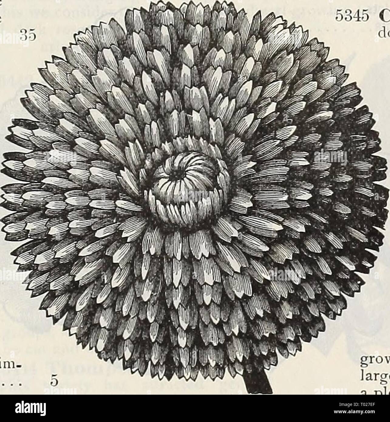 Dreer's garden calendario : 1898 . dreersgardencale1898henr Año: 1898 -rmatnlX Calceolaria Hybrida Tigkina. Corte.) 20. 5353 Hybrida Grandi- flora Piimila coin- pacta. De enano, com- pacto, un sólido crecimiento, pro- ductoras enormes vigas de gran y variado brillante coloreado y manchada de flores ; 1 ft 5354 Kug-OSA, mezclado {^Arbustivos)--flor pequeña- ción de variedades para la ropa de cama; de los mejores colores; 1 ft. . 3') 50 CAI^I^IRHOB. Un crecimiento anual muy bonita, de dos a tres pies de alto. Se comienza a florecer cuando era muy pequeña, y con- sigue existiendo una masa de florecen todo el verano. 5341 Calllrhoe Pedata. Ricos c Foto de stock