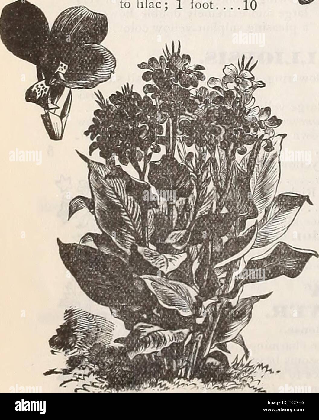 Dreer's garden calendario : 1898 . dreersgardencale1898henr Año: 1898 La emperatriz Cani&GT;vtuft. 5383 5387 Wliite. 6 pulgadas '. 5 D warf híbridos, mixtos. 6 pulgadas 10 HARDY CANDYTUFTS perennes. (Iberis). Por pit. 5388 Sempervireiis. Una profusa floración blanca hardy perenne, adaptada para el rock- Erie, cestas, etc., procedentes de flores en el pie soring ; 1 .' 10 5379 Gibraltarica Hy- brida. Especies muy fino con flores blancas, el sombreado a lila; 1 pie. . . .10 Foto de stock