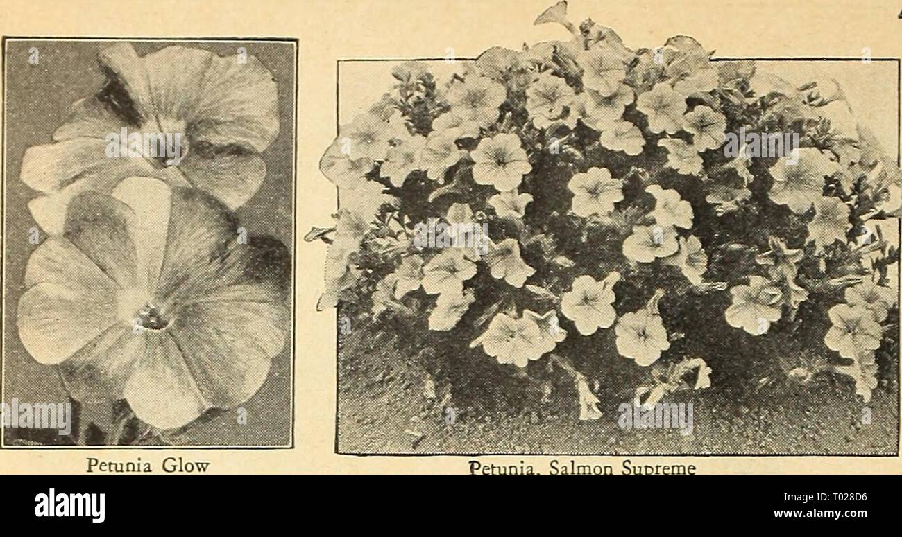 Dreer's garden libro para 1944 : seis deliciosas verduras para cada jardín . dreersgardenbook1944henr Año: 1944 Dreer 's magnífico Petunia Glow Petuni. Planta enana y compacta Petunias un tipo excelente para camas Dreer's garden libro para 1944 : seis deliciosas verduras para cada jardín . dreersgardenbook1944henr Año: 1944 Dreer 's magnífico Petunia Glow Petuni. Planta enana y compacta Petunias un tipo excelente para camas