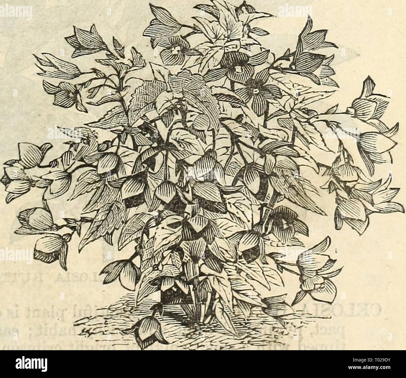 Begonia hybrid fotografías e imágenes de alta resolución - Página 4 - Alamy