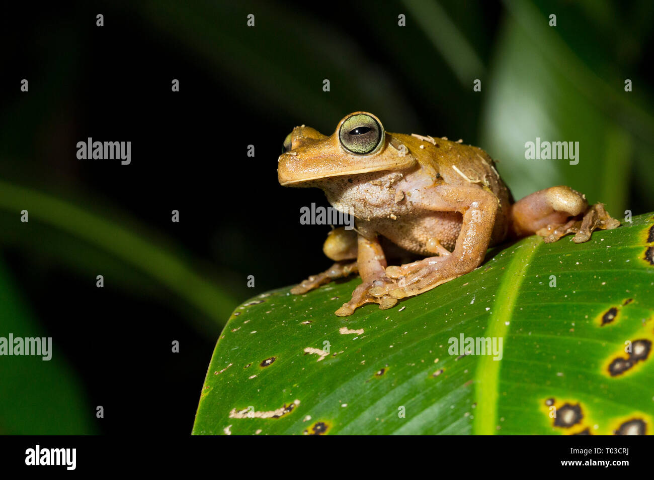 Costa Rica Tree Frog, la rana arborícola de gladiador, Drake Bay, Península de Osa, Costa Rica. Excursión nocturna. Foto de stock
